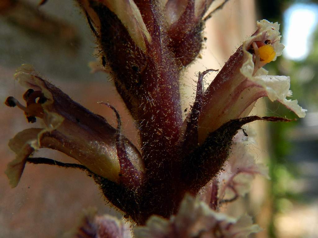 Orobanche  da determinare